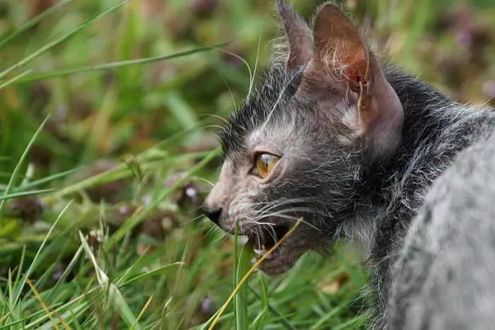 Lika (36 photos): Description des chats et des chats de la nouvelle race, l'origine des chatons isorted. Caractéristiques du contenu des chats hypoallergéniques 22501_20