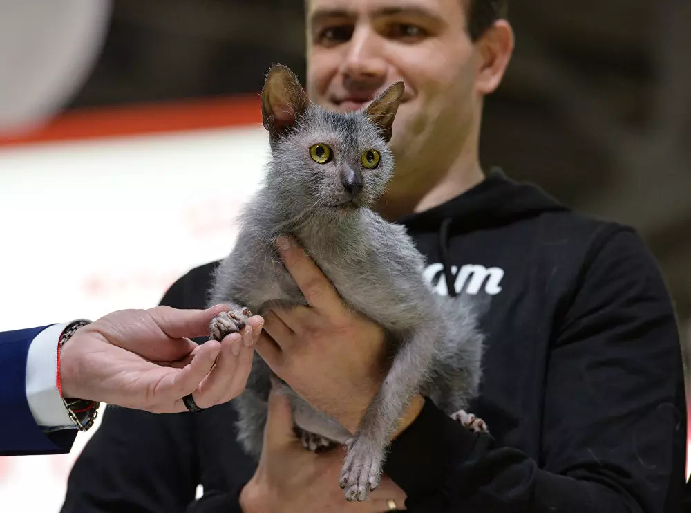 Lika (36 foto's): Beskriuwing fan katten en katten fan it nije ras, de oarsprong fan kittens-isorte. Funksjes fan 'e ynhâld fan hypoallergenyske katten 22501_31