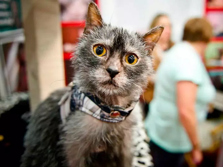 Lika (36 foto's): Beskriuwing fan katten en katten fan it nije ras, de oarsprong fan kittens-isorte. Funksjes fan 'e ynhâld fan hypoallergenyske katten 22501_32