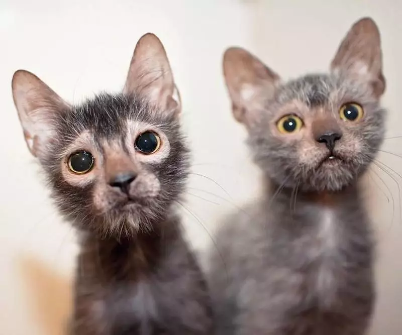 Lika (36 foto's): Beskriuwing fan katten en katten fan it nije ras, de oarsprong fan kittens-isorte. Funksjes fan 'e ynhâld fan hypoallergenyske katten 22501_35