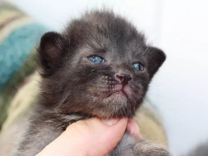 Lika (36 foto's): Beskriuwing fan katten en katten fan it nije ras, de oarsprong fan kittens-isorte. Funksjes fan 'e ynhâld fan hypoallergenyske katten 22501_36