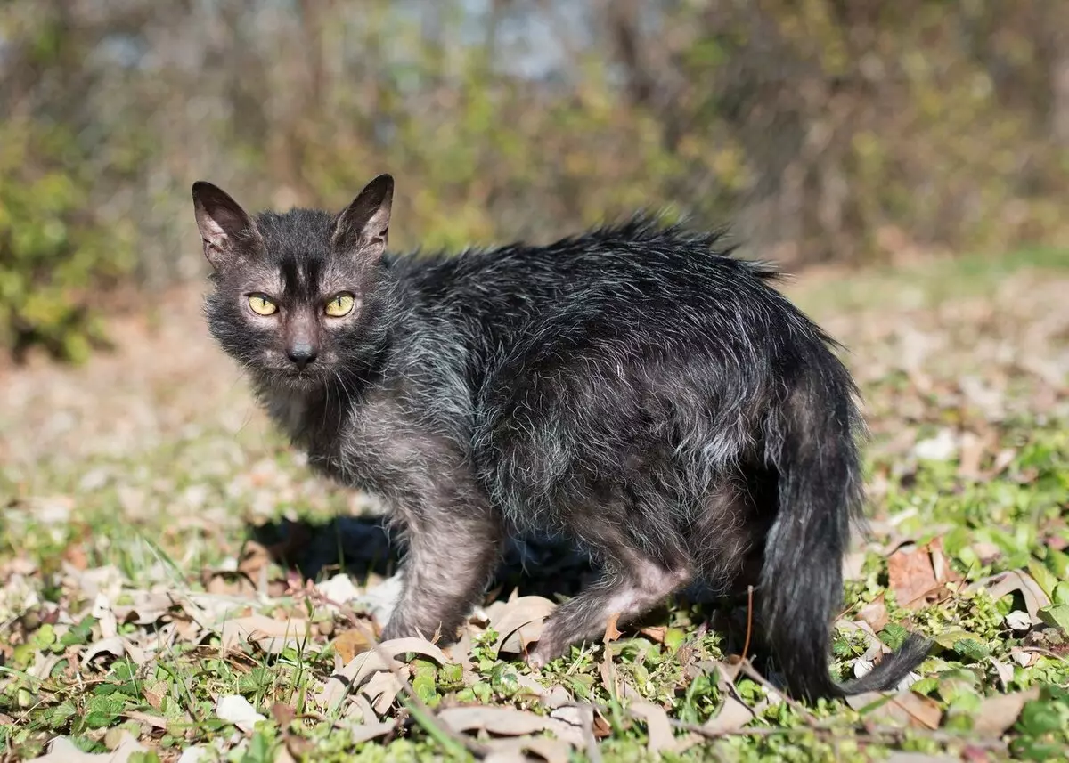 Lika (36 zdjęć): opis kotów i kotów nowej rasy, pochodzenie kocięta-isorted. Cechy zawartości kotów hipoalergicznych 22501_9
