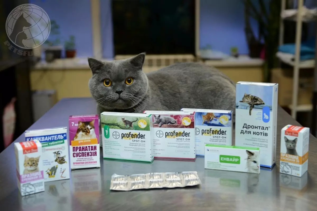 Купить лекарства кошки. Лекарство для котов. Таблетки для котов от простуды. Антибактериальный препарат для кошек. Антибиотик препараты для котов.