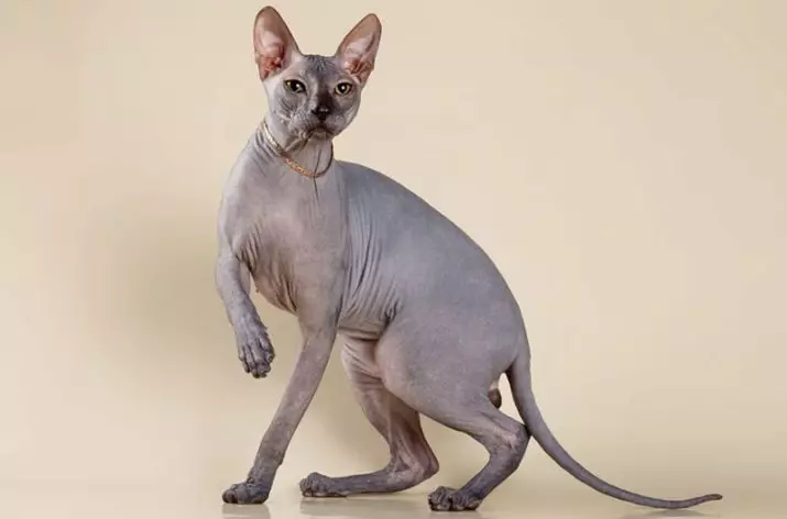 Gatos inusuales (33 fotos): Títulos y descripción de las razas más interesantes de gatos caseros 22508_13