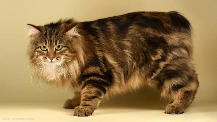 Gatos inusuales (33 fotos): Títulos y descripción de las razas más interesantes de gatos caseros 22508_23