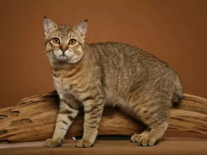 Gatos inusuales (33 fotos): Títulos y descripción de las razas más interesantes de gatos caseros 22508_24