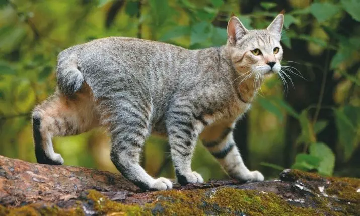 Neparasti kaķu šķirnes (33 fotogrāfijas): visinteresantāko pašdarinātu kaķu šķirņu nosaukumi un apraksts 22508_25