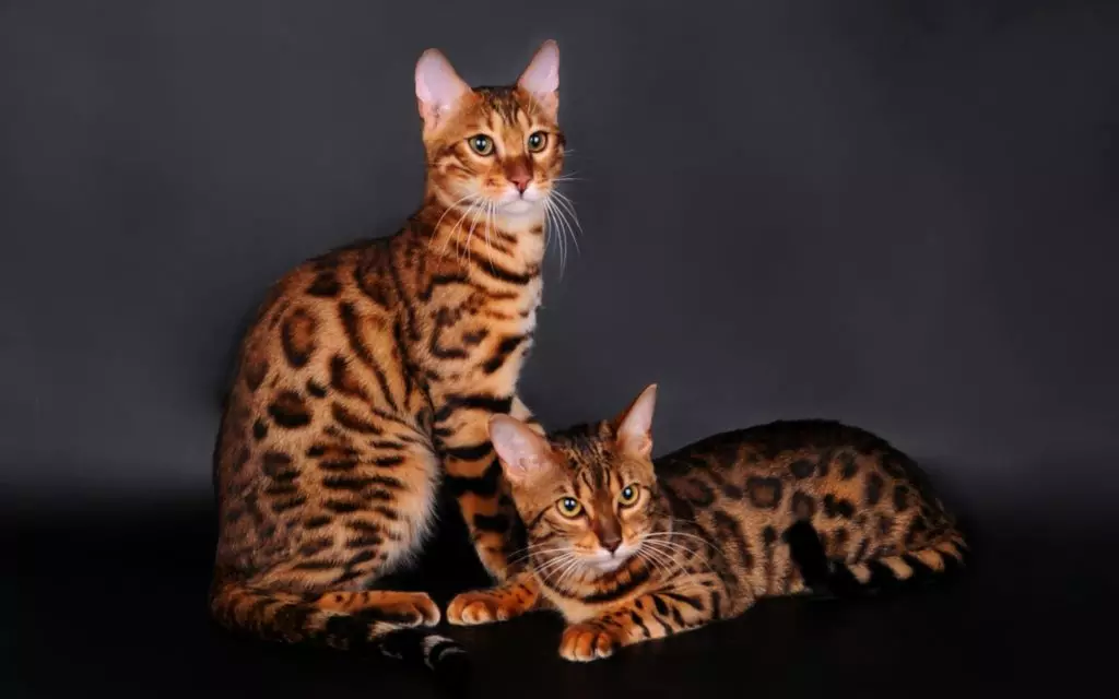 نژادهای گربه غیر معمول (33 عکس): عناوین و شرح ترین نژادهای جالب از گربه های خانگی 22508_3