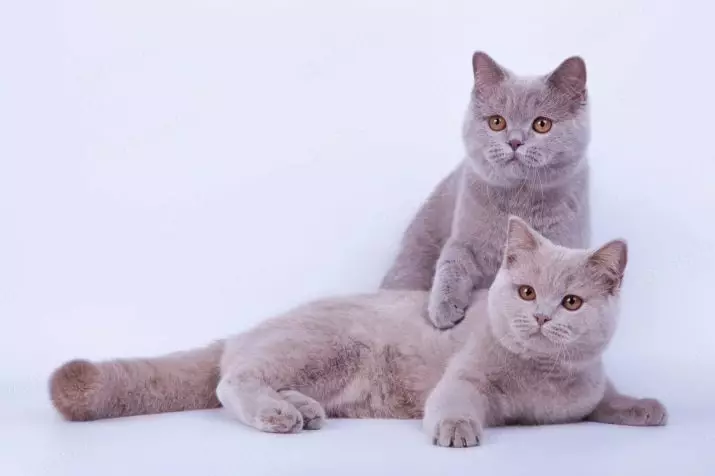 Ongebruikelijke kattenrassen (33 foto's): titels en beschrijving van de meest interessante rassen van zelfgemaakte katten 22508_30