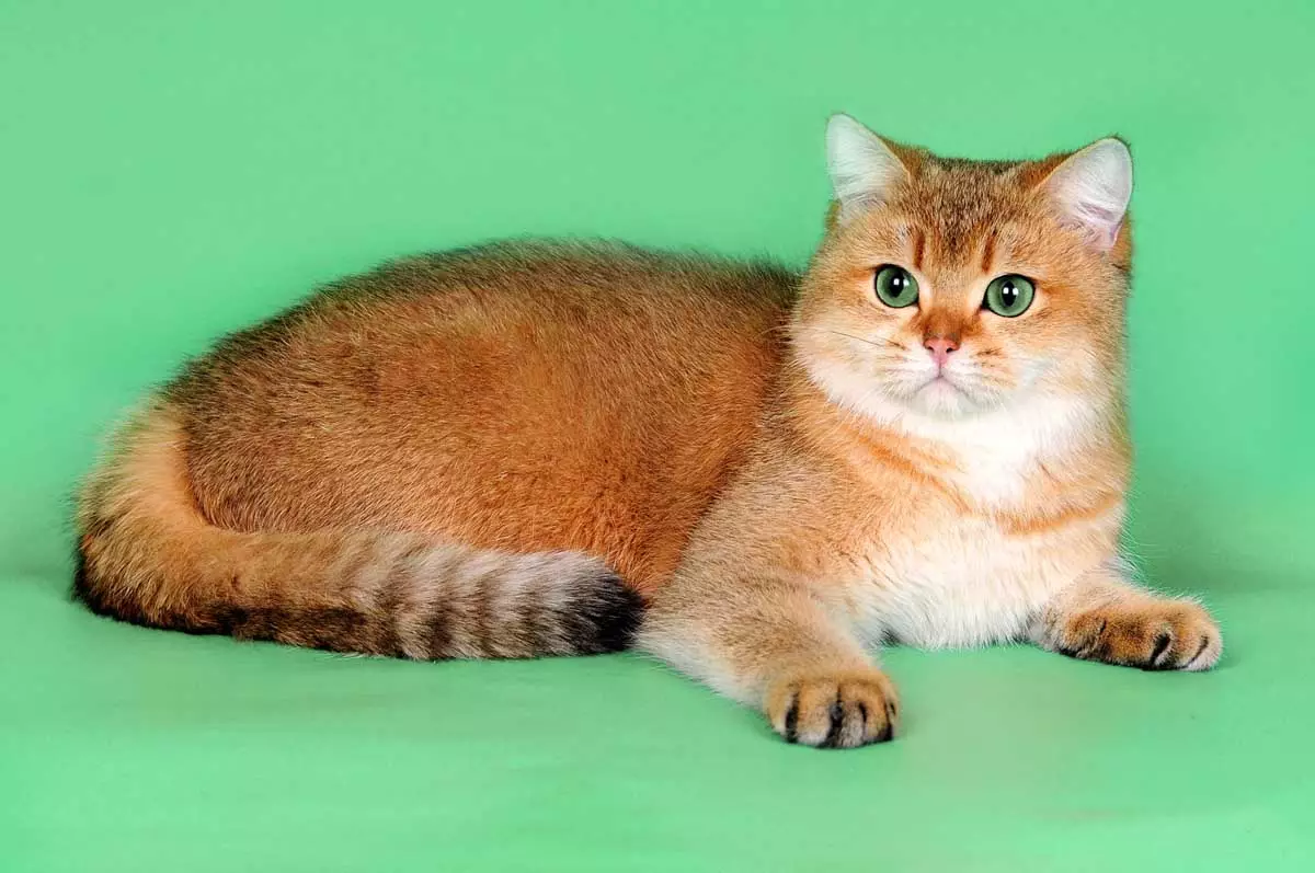 Razze per gatti insolite (33 foto): titoli e descrizione delle razze più interessanti di gatti fatti in casa 22508_32