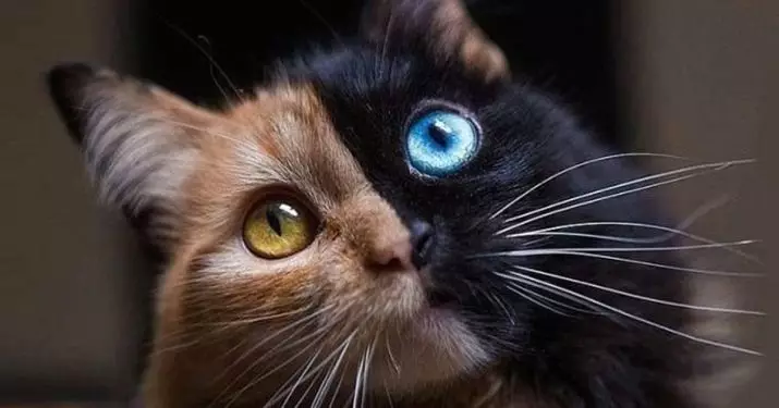 Breed Kucing yang Tidak Biasa (33 Foto): Judul dan Deskripsi Breed Paling Menarik Kucing Buatan Sendiri 22508_33