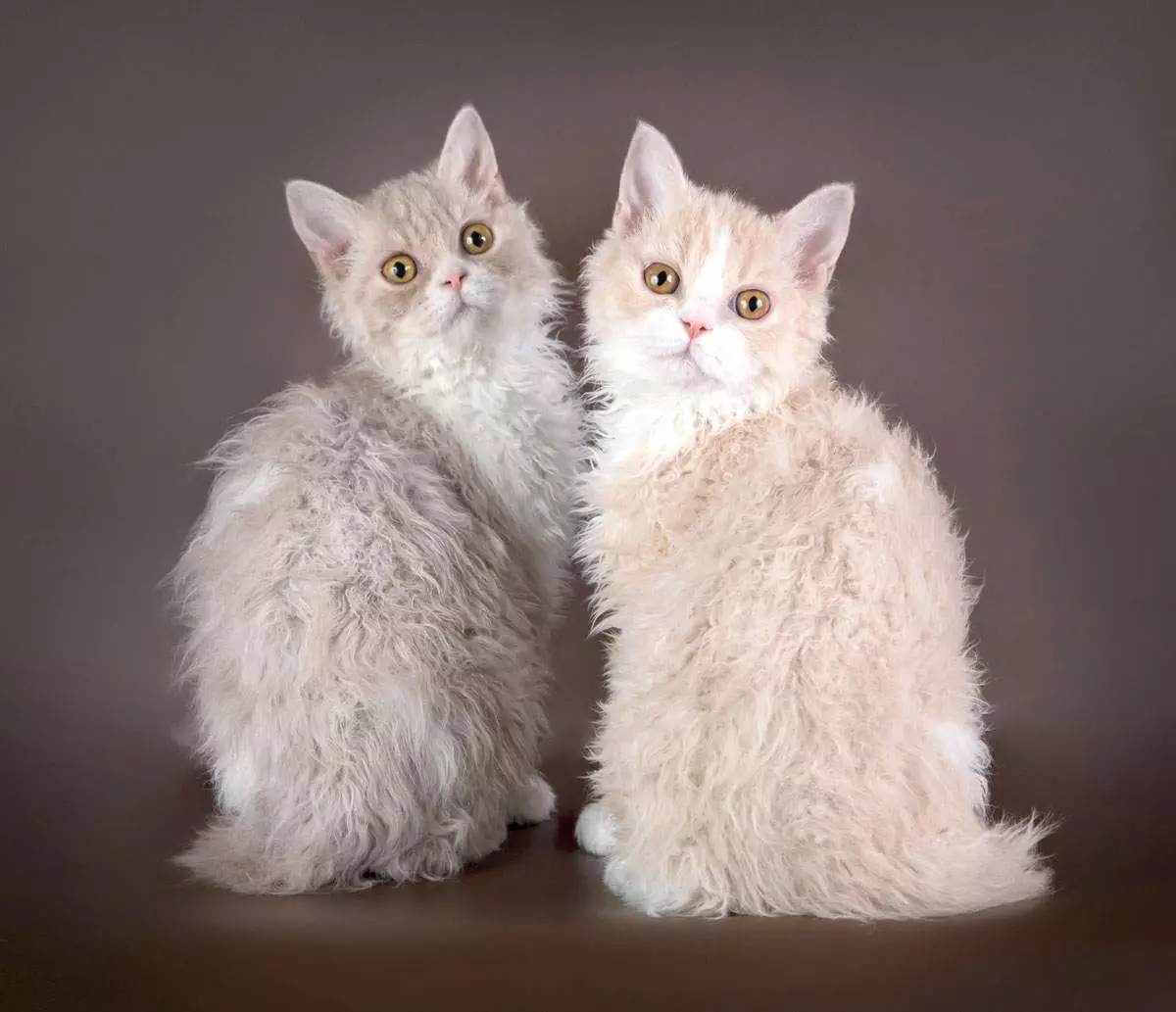 Sıradışı Kedi Irkları (33 Fotoğraf): Ev yapımı kedilerin en ilginç ırklarının başlıkları ve açıklaması 22508_5