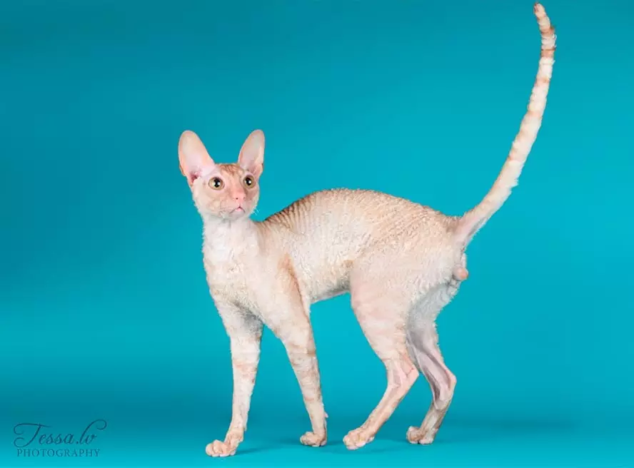Unusual Cat Breeds (33 mga larawan): Mga pamagat at paglalarawan ng mga pinaka-kagiliw-giliw na breed ng mga homemade cats 22508_6