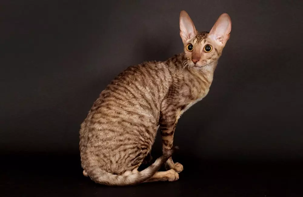 Gatos inusuales (33 fotos): Títulos y descripción de las razas más interesantes de gatos caseros 22508_7