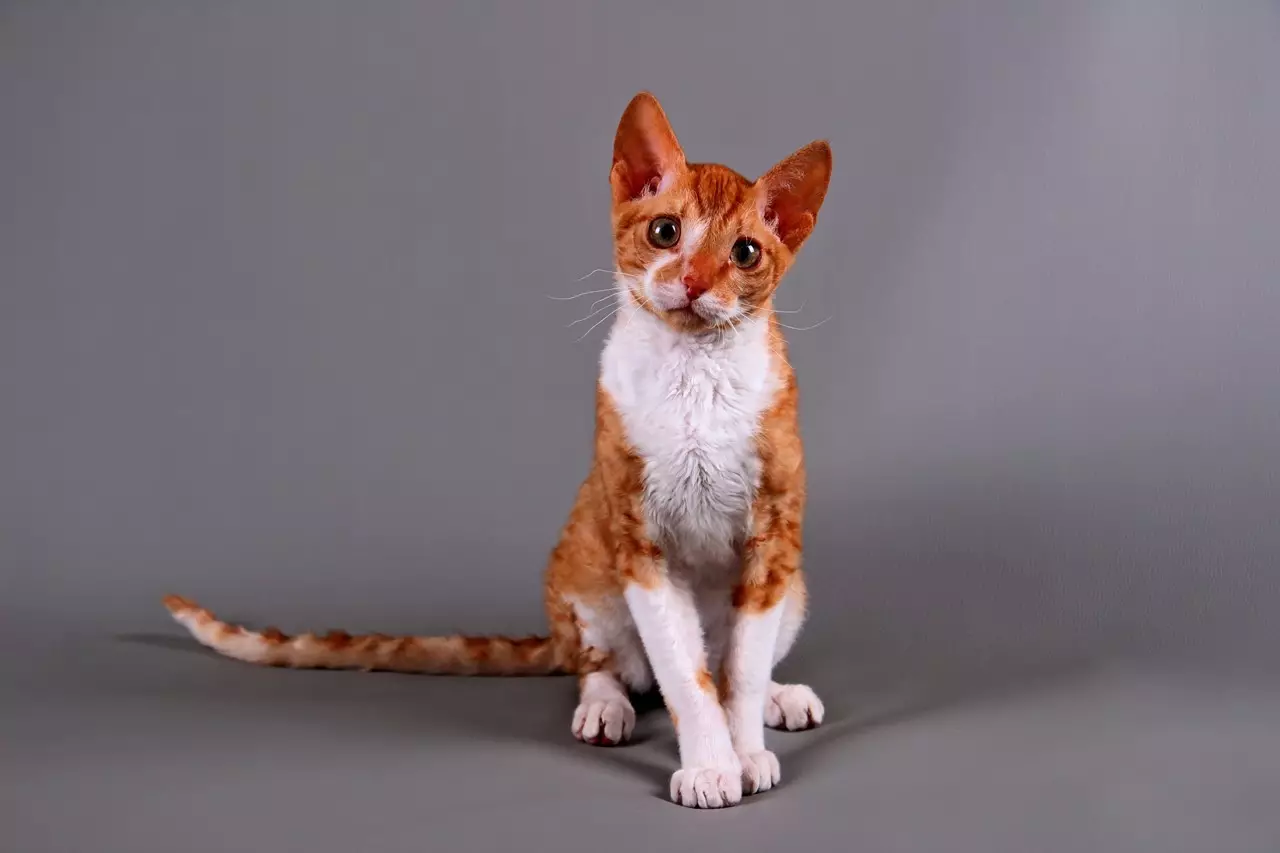 Giống mèo bất thường (33 ảnh): Tiêu đề và mô tả về các giống mèo thú vị nhất của Mèo tự chế 22508_8