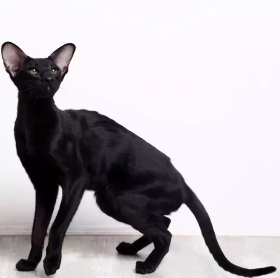 Breed katter med store ører (37 bilder): Hva er navnet på kattens rase med en langstrakt snute? Beskrivelse av katter med stor nese, lange ben og store ører 22511_11