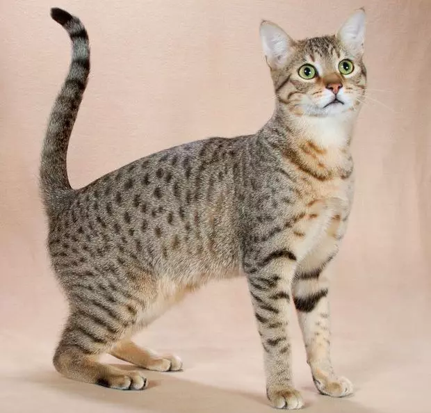 Breed katter med store ører (37 bilder): Hva er navnet på kattens rase med en langstrakt snute? Beskrivelse av katter med stor nese, lange ben og store ører 22511_12