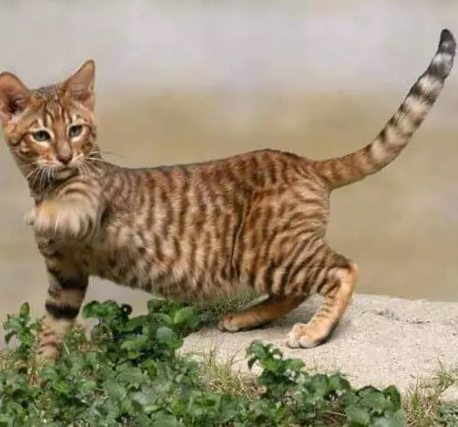 Kucing berkembang biak dengan telinga besar (37 foto): Apa nama kucing berkembang biak dengan moncong memanjang? Deskripsi kucing dengan hidung besar, kaki panjang dan telinga besar 22511_13
