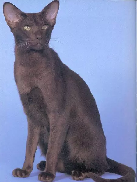 Breed katter med store ører (37 bilder): Hva er navnet på kattens rase med en langstrakt snute? Beskrivelse av katter med stor nese, lange ben og store ører 22511_14