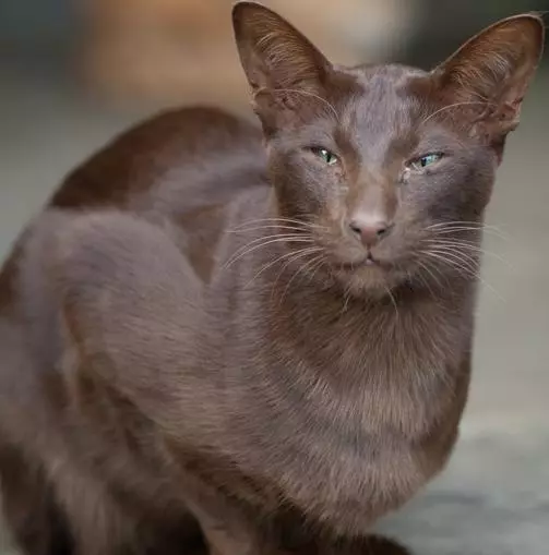 Breed katte med store ører (37 billeder): Hvad hedder kattens race med en langstrakt næse? Beskrivelse af katte med en stor næse, lange ben og store ører 22511_15