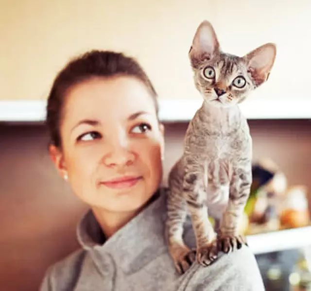 Koty hodowane z dużymi uszami (37 zdjęć): Jak nazywa się rasy kota z wydłużoną kufą? Opis kotów z dużym nosem, długimi nogami i dużymi uszami 22511_16