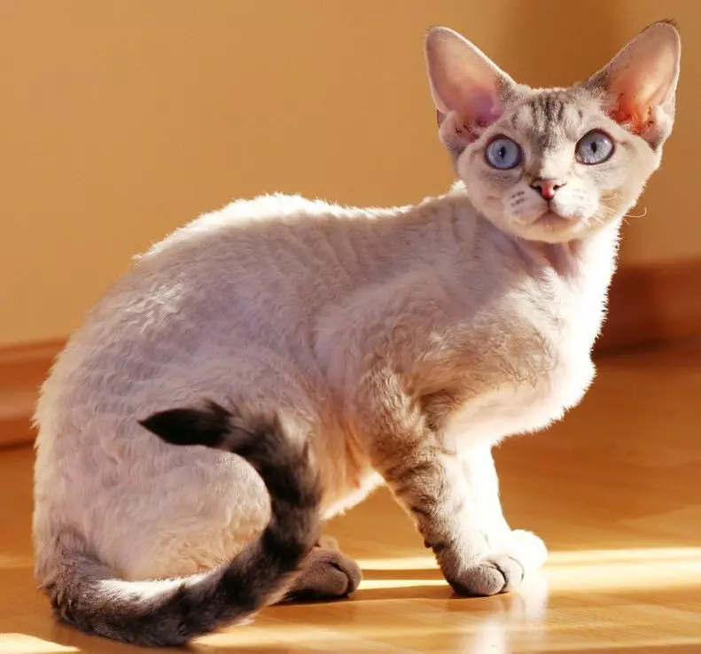 큰 귀 (37 장의 사진)가있는 고양이 번식 : 길쭉한 총구가있는 고양이 품종의 이름은 무엇입니까? 큰 코, 긴 다리와 큰 귀이있는 고양이의 설명 22511_17