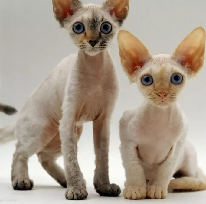 Breed katter med store ører (37 bilder): Hva er navnet på kattens rase med en langstrakt snute? Beskrivelse av katter med stor nese, lange ben og store ører 22511_18