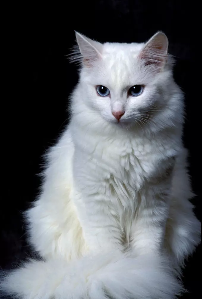 Breed katter med store ører (37 bilder): Hva er navnet på kattens rase med en langstrakt snute? Beskrivelse av katter med stor nese, lange ben og store ører 22511_19