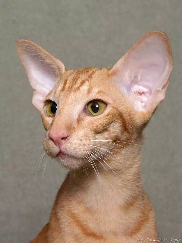 Plemeno kočky s velkými ušima (37 fotek): Jaký je název plemeno kočky s prodlouženou tlamou? Popis koček s velkým nosem, dlouhými nohami a velkými ušima 22511_2