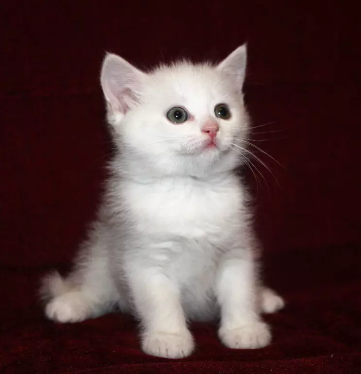Razza gatti con orecchie grandi (37 foto): qual è il nome della razza del gatto con una museruola allungata? Descrizione dei gatti con un grande naso, gambe lunghe e orecchie grandi 22511_20