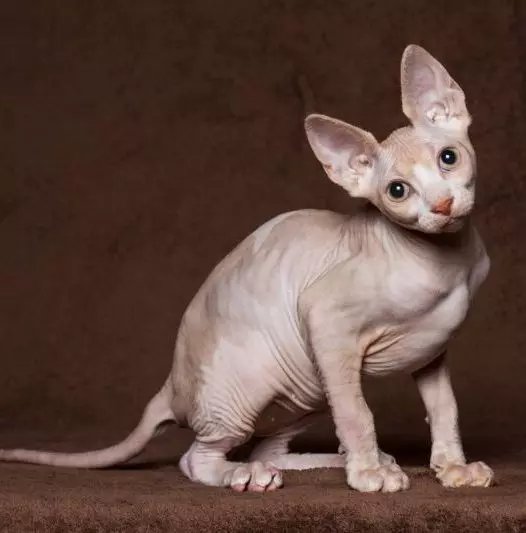 Breed katter med store ører (37 bilder): Hva er navnet på kattens rase med en langstrakt snute? Beskrivelse av katter med stor nese, lange ben og store ører 22511_22
