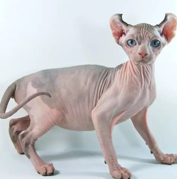 Kucing berkembang biak dengan telinga besar (37 foto): Apa nama kucing berkembang biak dengan moncong memanjang? Deskripsi kucing dengan hidung besar, kaki panjang dan telinga besar 22511_23