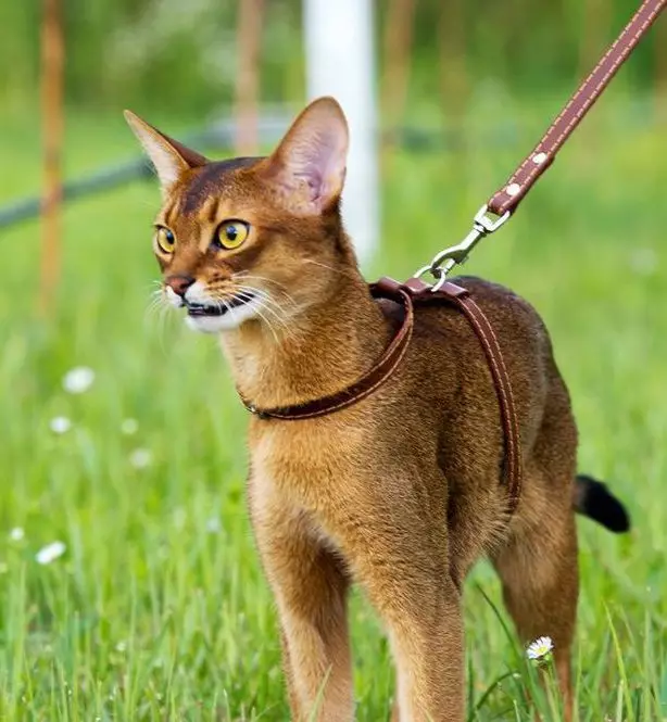 Razza gatti con orecchie grandi (37 foto): qual è il nome della razza del gatto con una museruola allungata? Descrizione dei gatti con un grande naso, gambe lunghe e orecchie grandi 22511_33