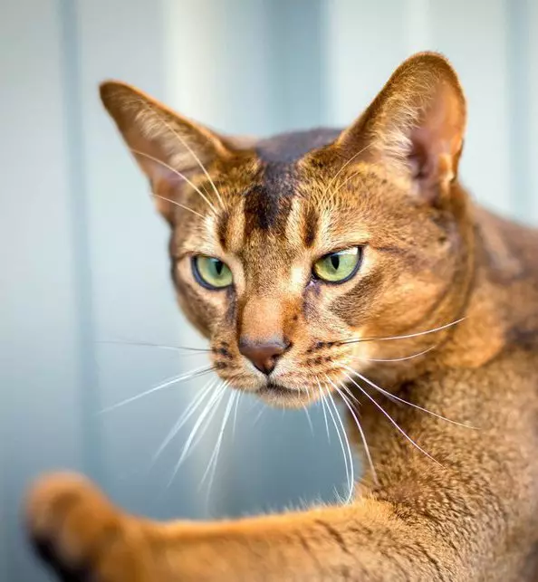Kucing berkembang biak dengan telinga besar (37 foto): Apa nama kucing berkembang biak dengan moncong memanjang? Deskripsi kucing dengan hidung besar, kaki panjang dan telinga besar 22511_4