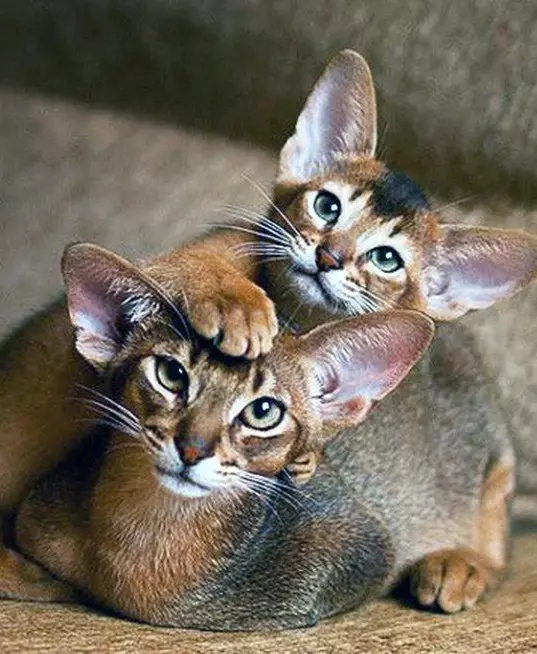 Ras katten met grote oren (37 foto's): wat is de naam van het ras van de kat met een langwerpige snuit? Beschrijving van katten met een grote neus, lange benen en grote oren 22511_5