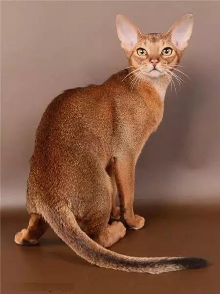 Breed katter med store ører (37 bilder): Hva er navnet på kattens rase med en langstrakt snute? Beskrivelse av katter med stor nese, lange ben og store ører 22511_6