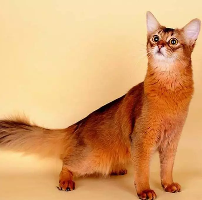 Breast macet me veshë të mëdhenj (37 foto): Cili është emri i racës së maceve me një surrat e zgjatur? Përshkrimi i macet me një hundë të madhe, këmbë të gjata dhe veshë të mëdhenj 22511_7