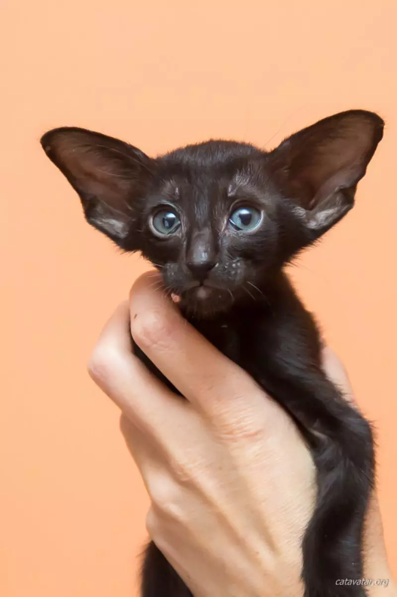 大きな耳を持つ猫猫（37枚の写真）：細長い銃口を持つ猫の品種の名前は何ですか？大きな鼻、長い脚と大きな耳を持つ猫の説明 22511_9