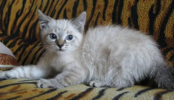 Kucing Breed Metis (28 Foto): Katrangan saka jenis lan asale. Apa kain metive campuran? Fitur perawatan lan tips milih anak kucing 22514_16