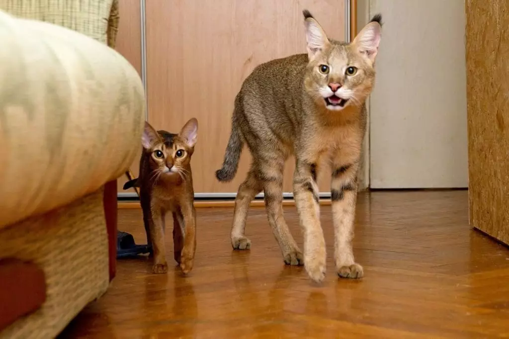 Cats of Breed Metis (28 foto): Descrizione della razza e della sua origine. Quali sono le razze miste di metano? Caratteristiche della cura e dei consigli sulla scelta di un gattino 22514_18