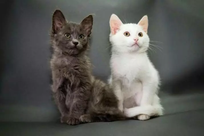 Gatos de raza Metis (28 fotos): descrición da raza ea súa orixe. Cales son as razas mixtas de metios? Características do coidado e consellos para escoller un gatinho 22514_2