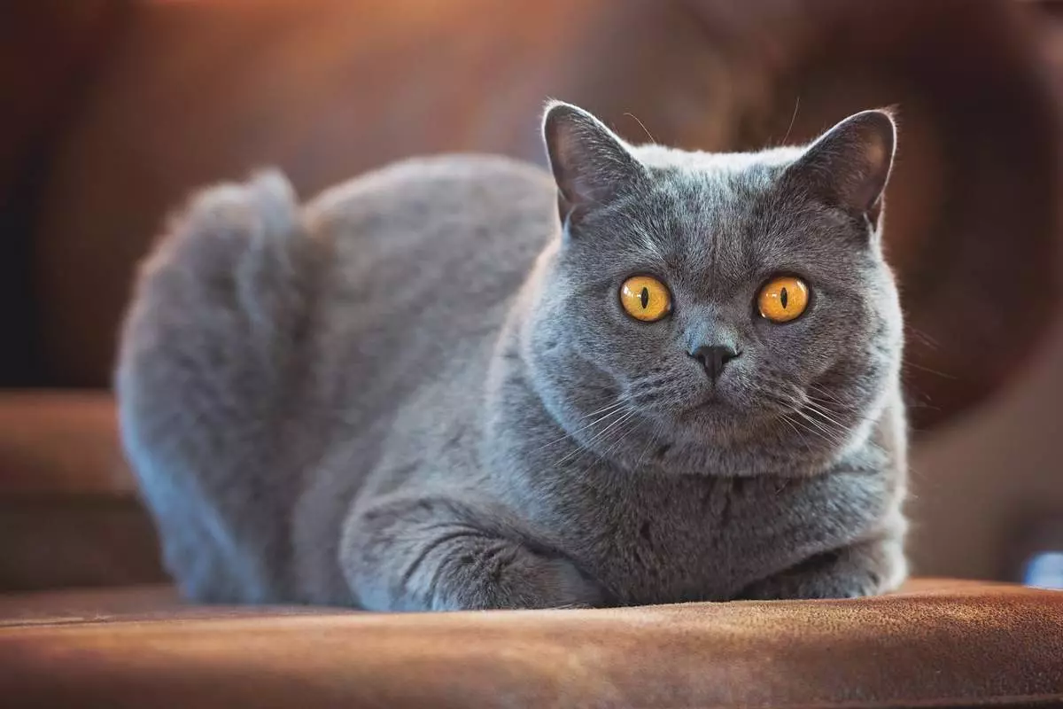 Котките от порода Метис (28 снимки): Описание на породата и произхода му. Какви са смесените породи метилмати? Характеристики на грижи и съвети за избора на коте 22514_9