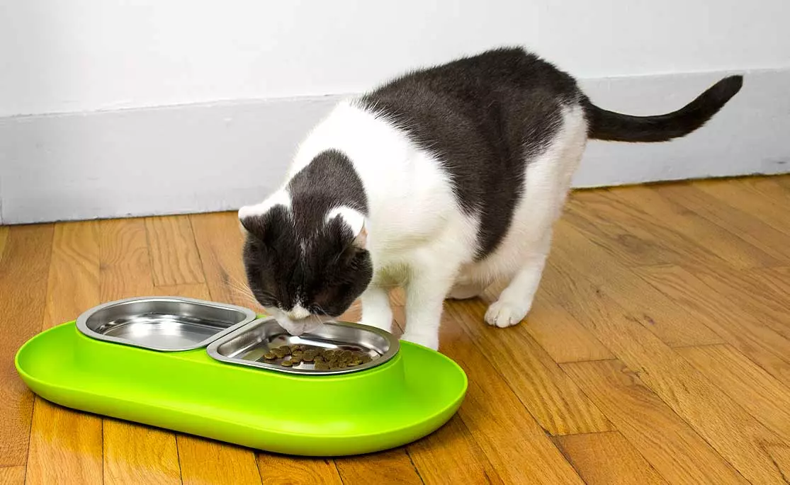 Почему кота рвет едой. Миски для котов. Миска для корма кошек. Кот рядом с миской. Миска для воды для кошек.