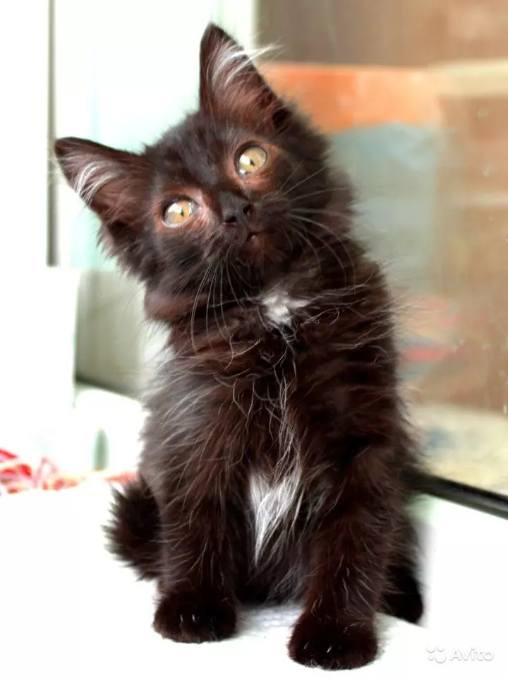 שנטיליה טיפאני (25 תמונות): תיאור של חתולים שחורים, תכונות גזע. תוכן של חתלתולים וחתולים למבוגרים 22518_12