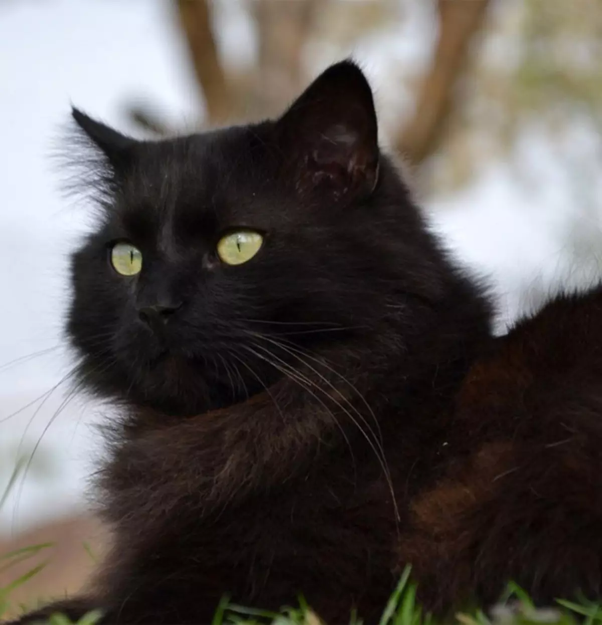 שנטיליה טיפאני (25 תמונות): תיאור של חתולים שחורים, תכונות גזע. תוכן של חתלתולים וחתולים למבוגרים 22518_2