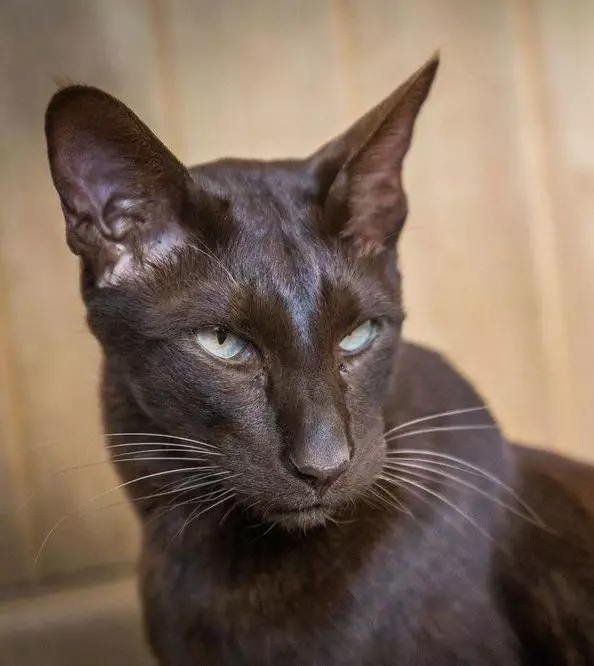 שנטיליה טיפאני (25 תמונות): תיאור של חתולים שחורים, תכונות גזע. תוכן של חתלתולים וחתולים למבוגרים 22518_6