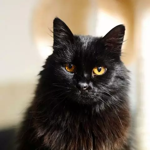 שנטיליה טיפאני (25 תמונות): תיאור של חתולים שחורים, תכונות גזע. תוכן של חתלתולים וחתולים למבוגרים 22518_8