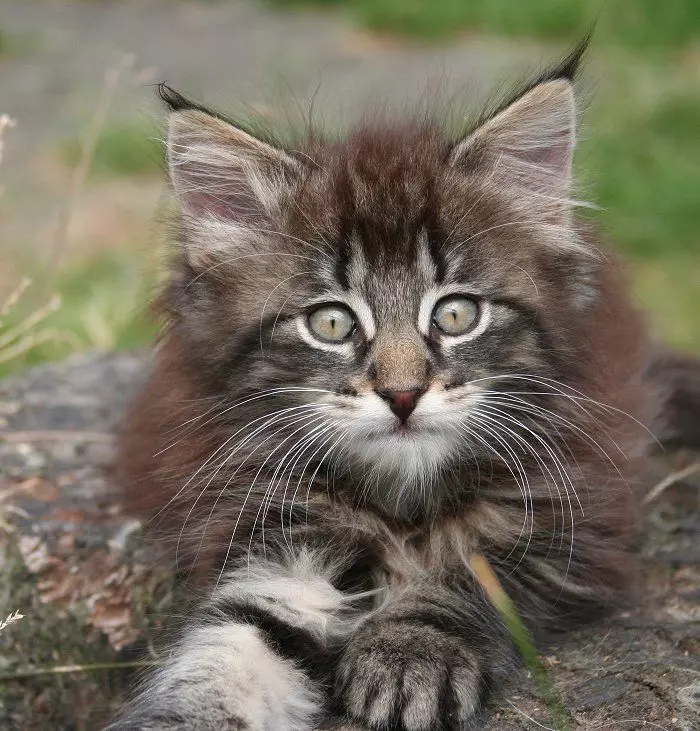 Лесная кошка купить. Норвежские Лесные котята. Норвежская Лесная кошка котята. Норвежский Лесной кот котята. Норвежская длинношерстная Лесная кошка.
