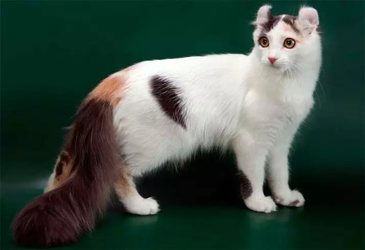 American Kerl (39 φωτογραφίες): Περιγραφή Οι γάτες της φυλής American Kerl. Μικρά μαλλιά και μακρυμάλλης γατάκια. Γάτες μαύρου, κόκκινου και άλλου χρώματος 22522_10