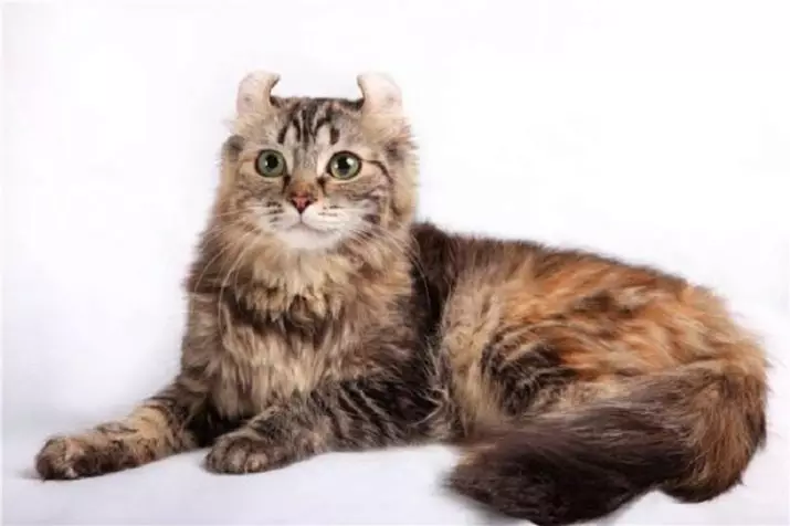 American KERL (39 foto): Deskripsi Kucing Breed American KERL. Anak kucing berambut pendek dan berambut panjang. Kucing hitam, merah dan warna lainnya 22522_12